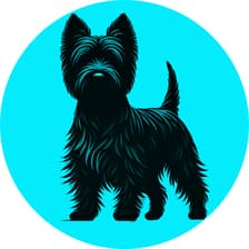 Profile picture for The House of Curiosity