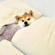 Profile picture for Jinu