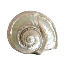 Profile picture for Nautilus