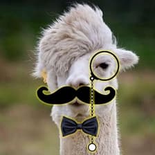 Profile picture for Yamil Navia