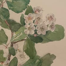 Profile picture for Laila Lawson