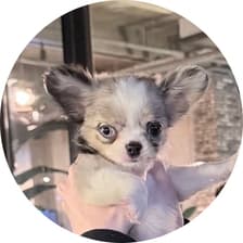 Profile picture for SHOU