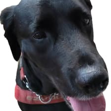 Profile picture for Theodore Wong