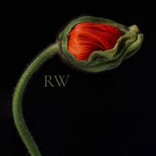 Profile picture for Rachael Wiid