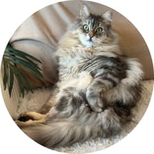 Profile picture for Clemence