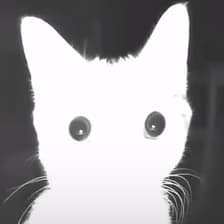 Profile picture for Skyrim