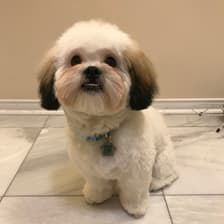Profile picture for Amy Huang