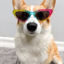 Profile picture for Lunabear The Corgi