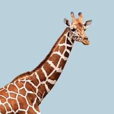 Profile picture for Tall People Club🦒