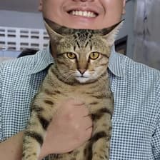 Profile picture for Piyalitt Ittichaiwong