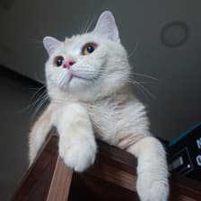 Profile picture for Songwoot Wachirapisun