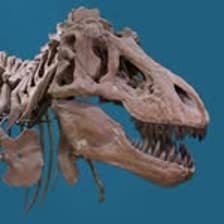 Profile picture for American Museum of Natural History