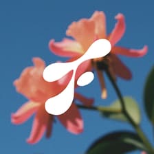 Profile picture for Passiflora Lab