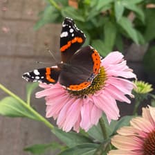 Profile picture for Célina