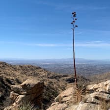 Profile picture for Tucson 9066