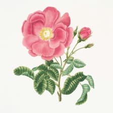 Profile picture for wei li king