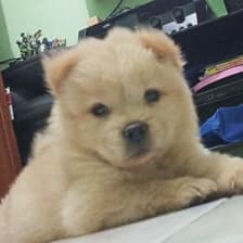 Profile picture for Rhenmart Dela Cruz