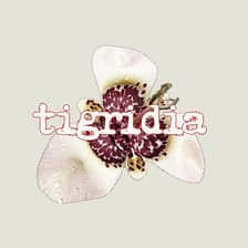 Profile picture for tigridia !