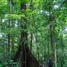 Profile picture for Knowledge of the forest