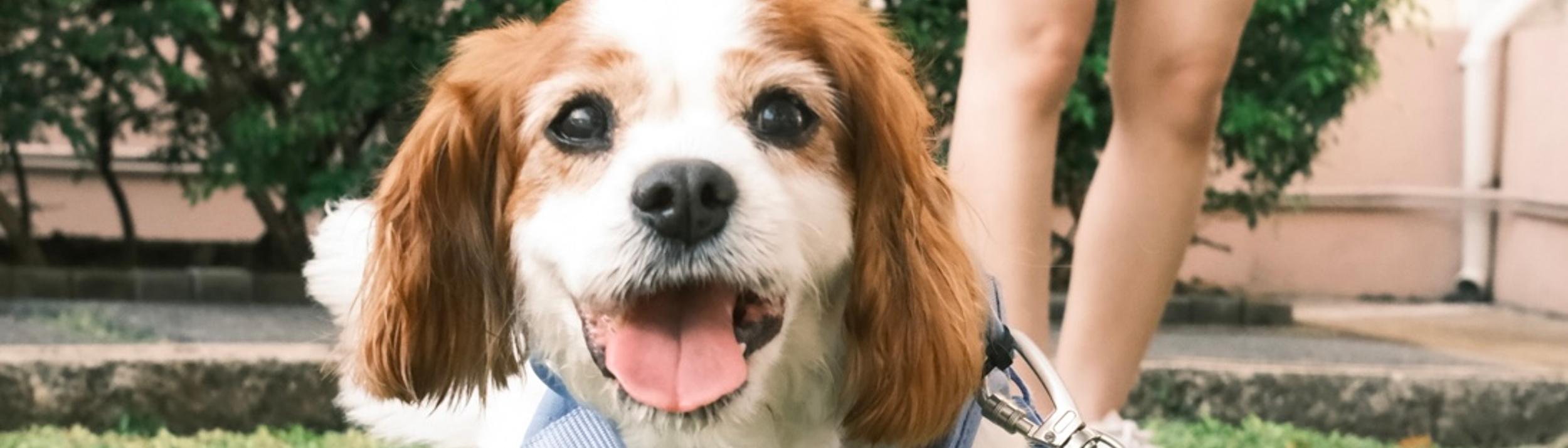 Cover Image for Calendar