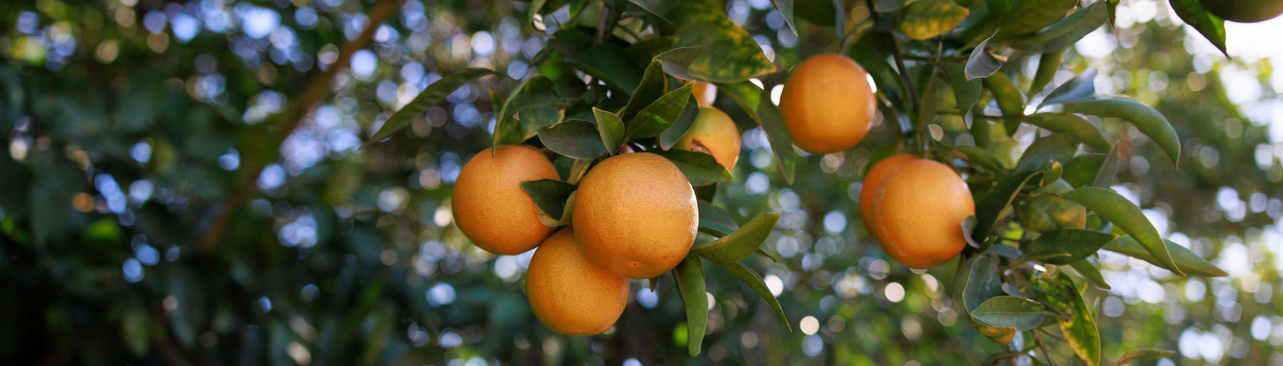 Cover Image for Calendar