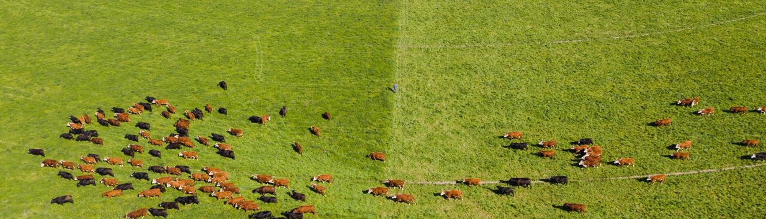 Cover Image for Calendar