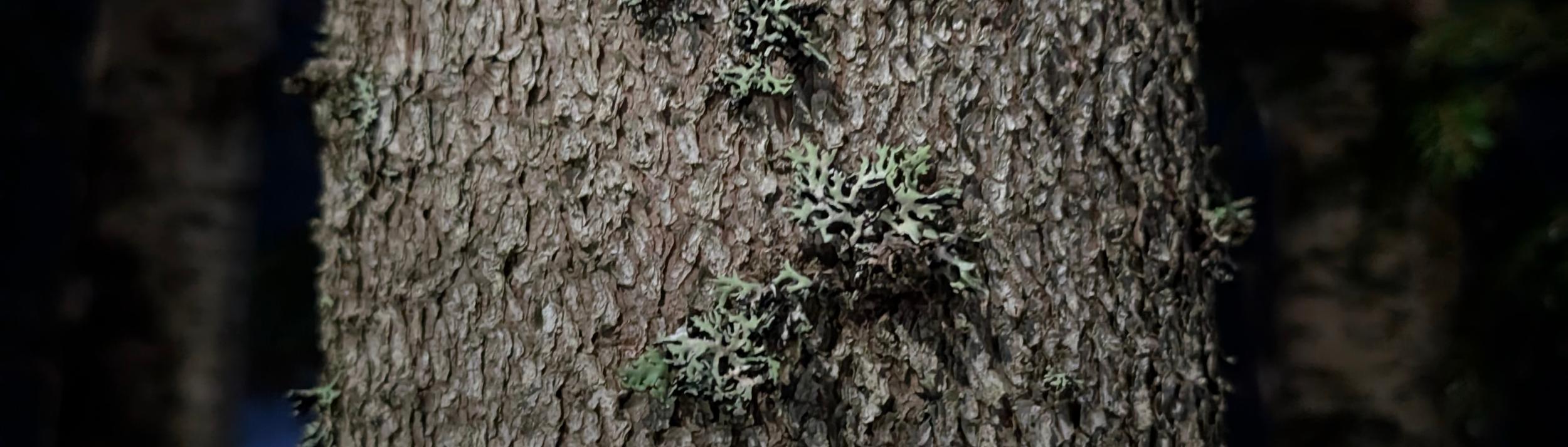 Cover Image for Calendar