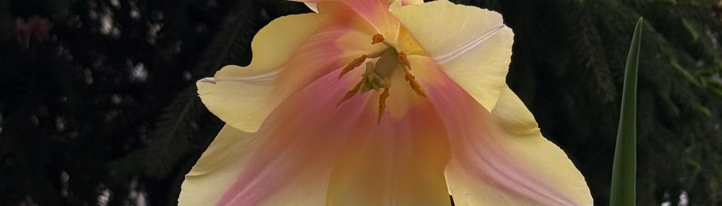 Cover Image for Calendar