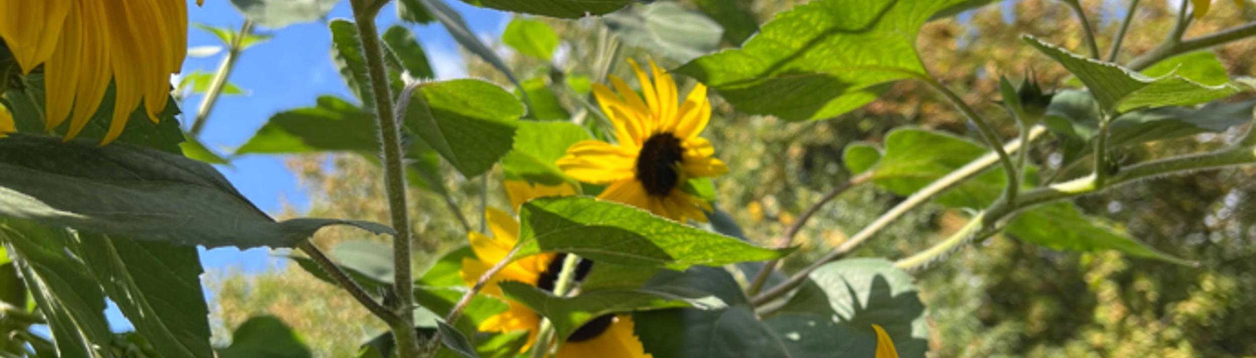 Cover Image for Calendar