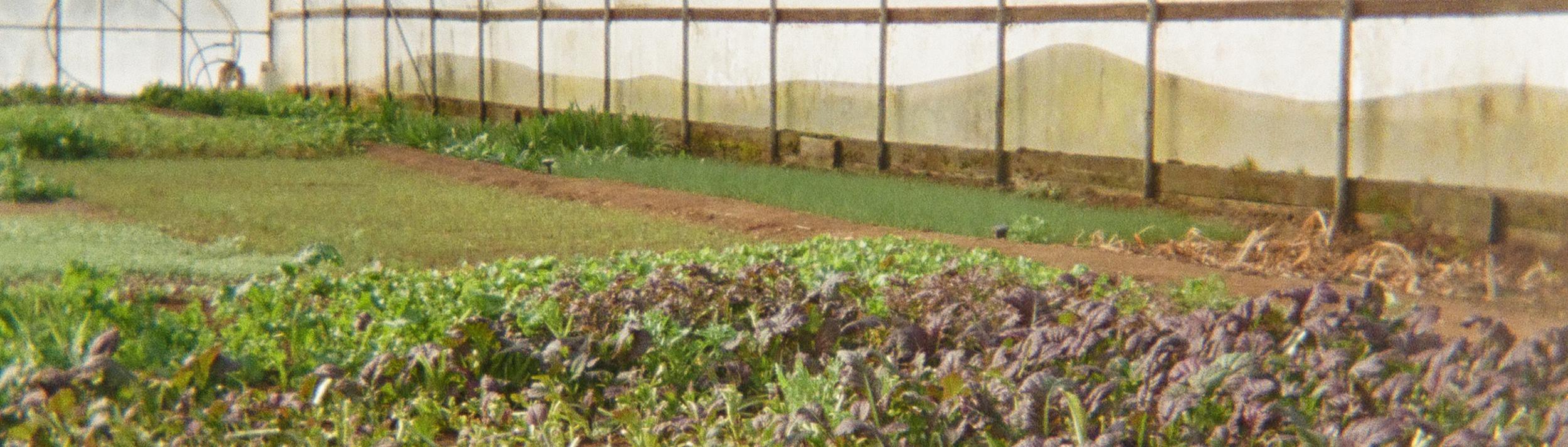 Cover Image for Calendar