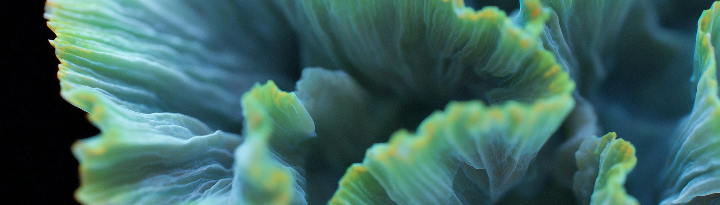 Cover Image for Calendar