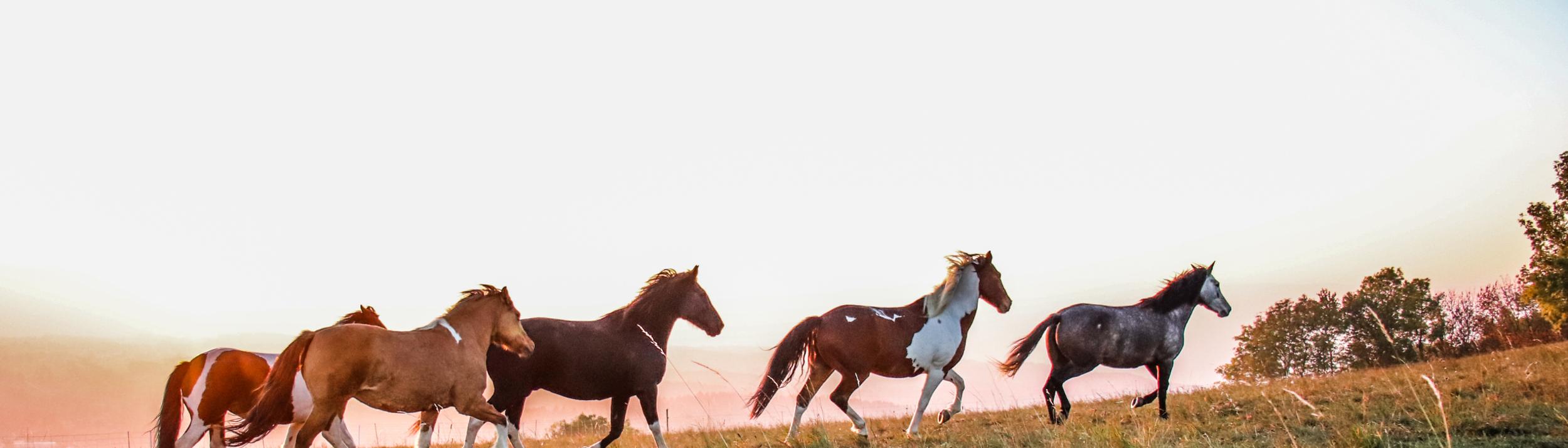 Cover Image for Calendar