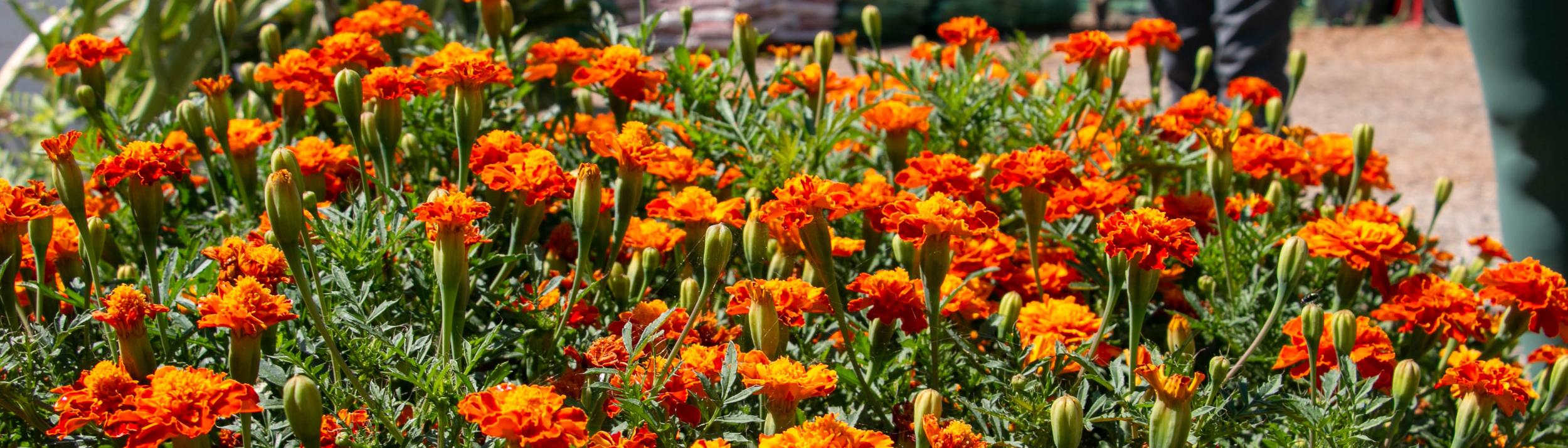 Cover Image for Calendar