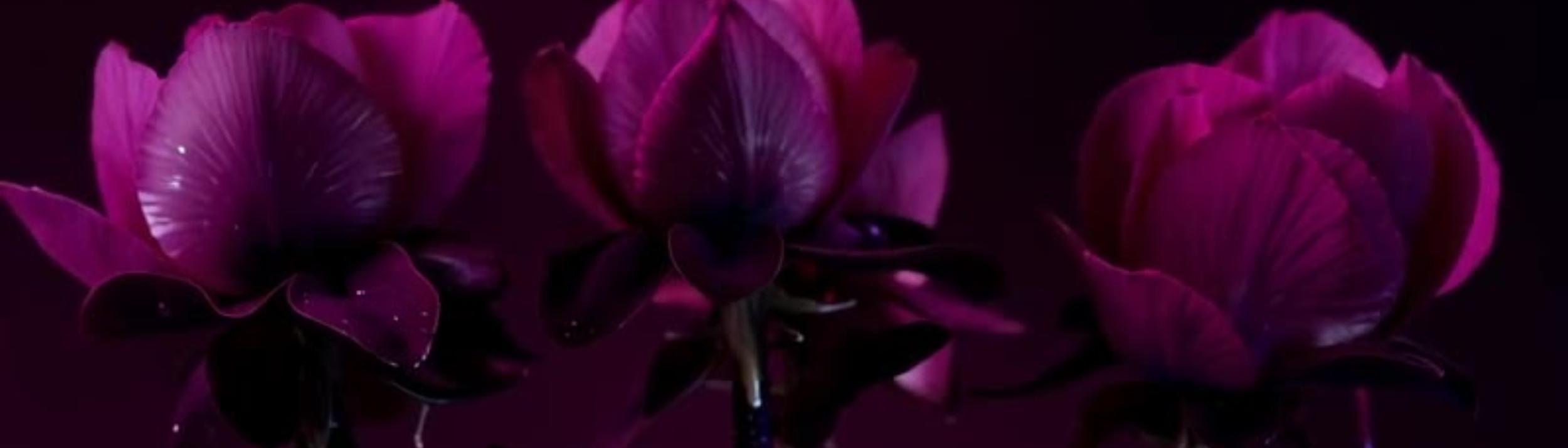 Cover Image for Calendar