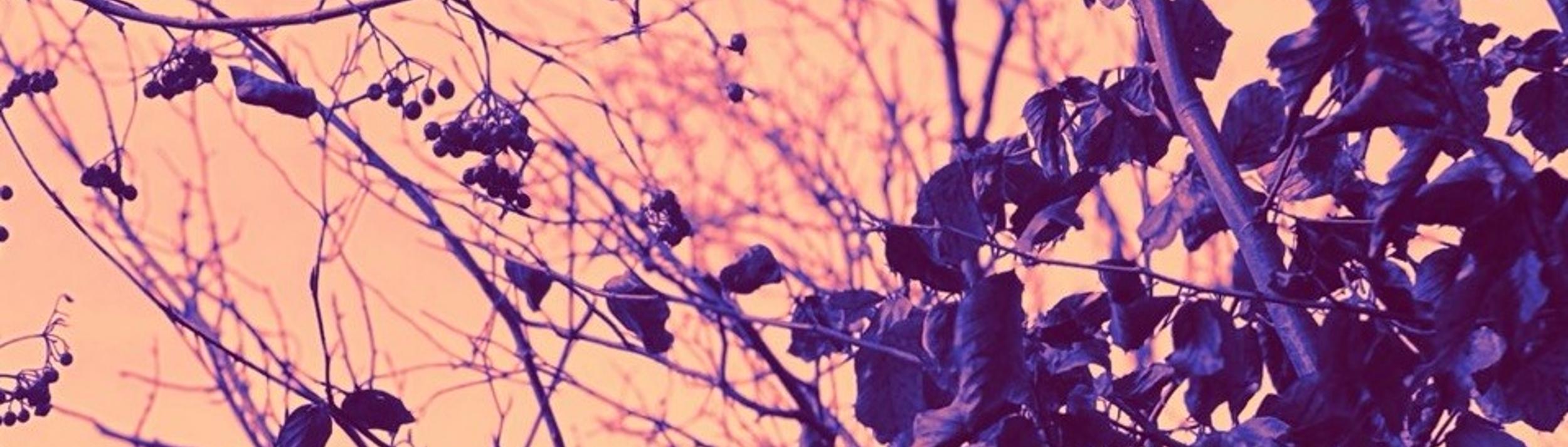 Cover Image for Calendar