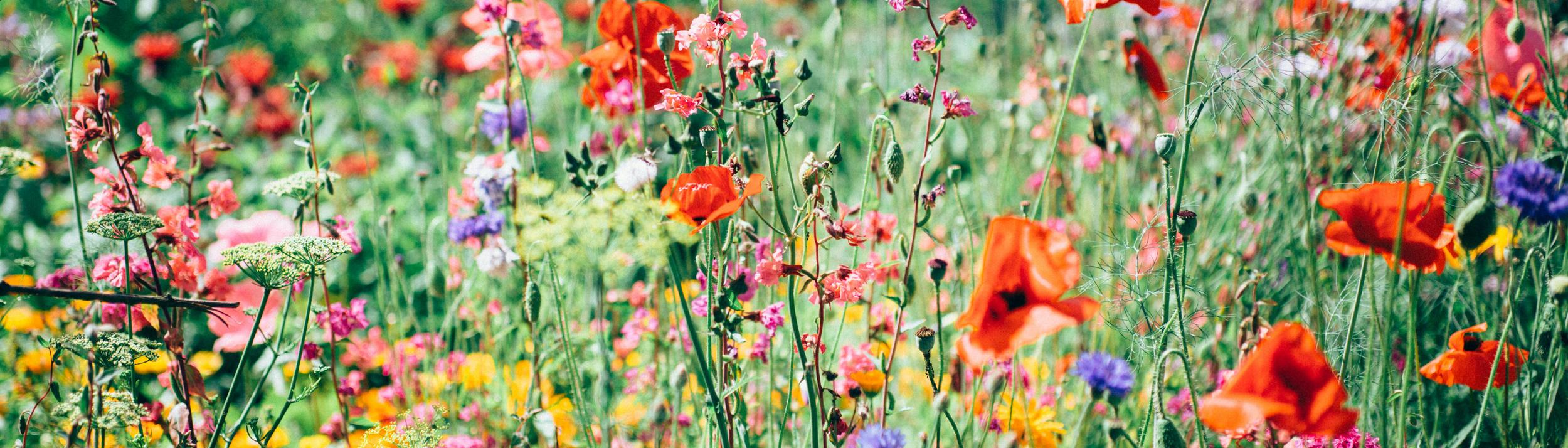 Cover Image for Calendar