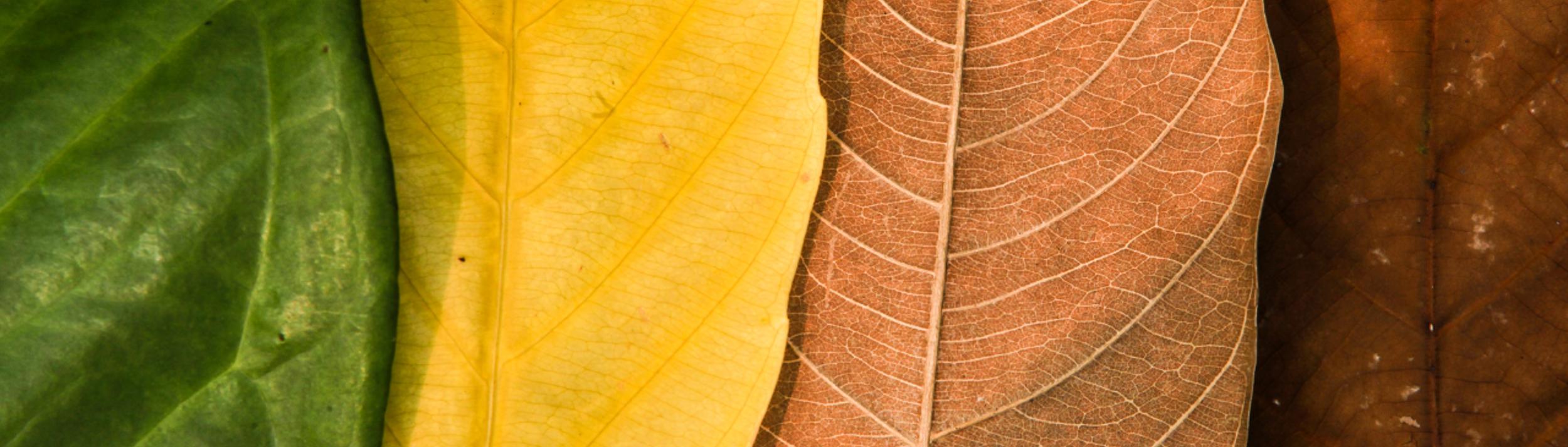 Cover Image for Calendar