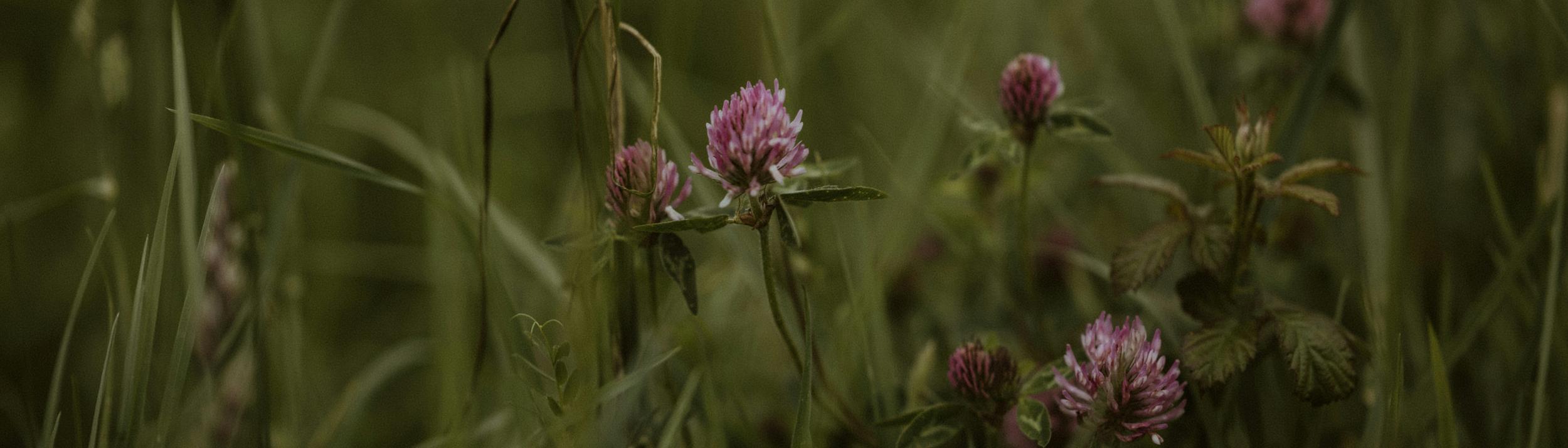 Cover Image for Calendar