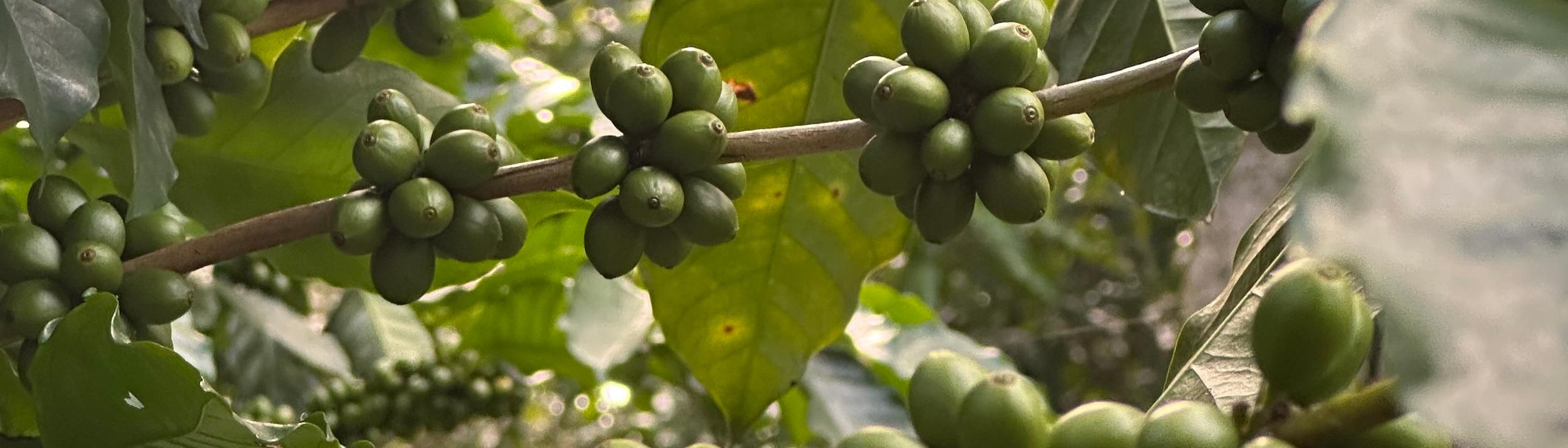 Cover Image for Calendar