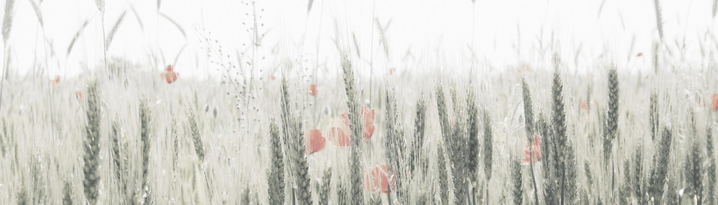 Cover Image for Calendar