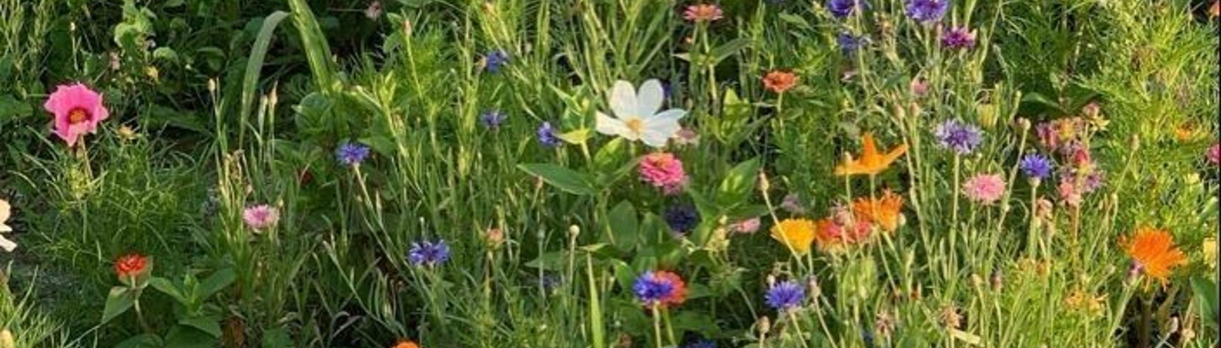 Cover Image for Calendar