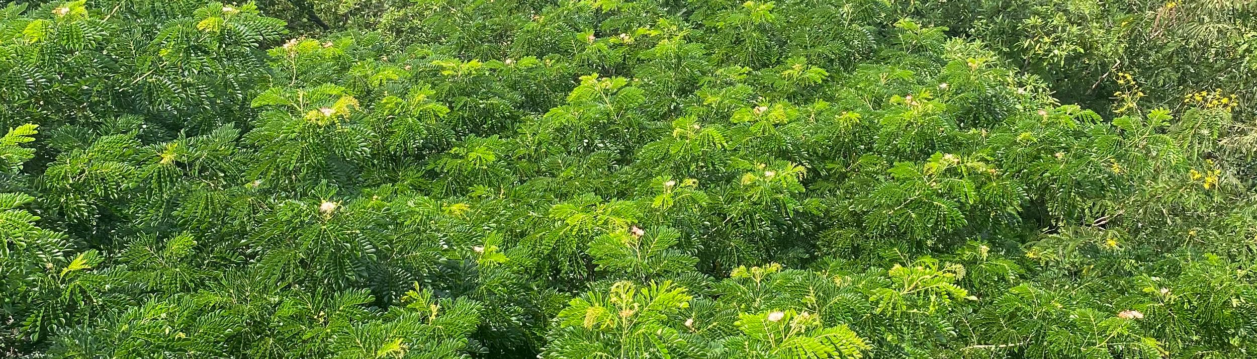 Cover Image for Calendar