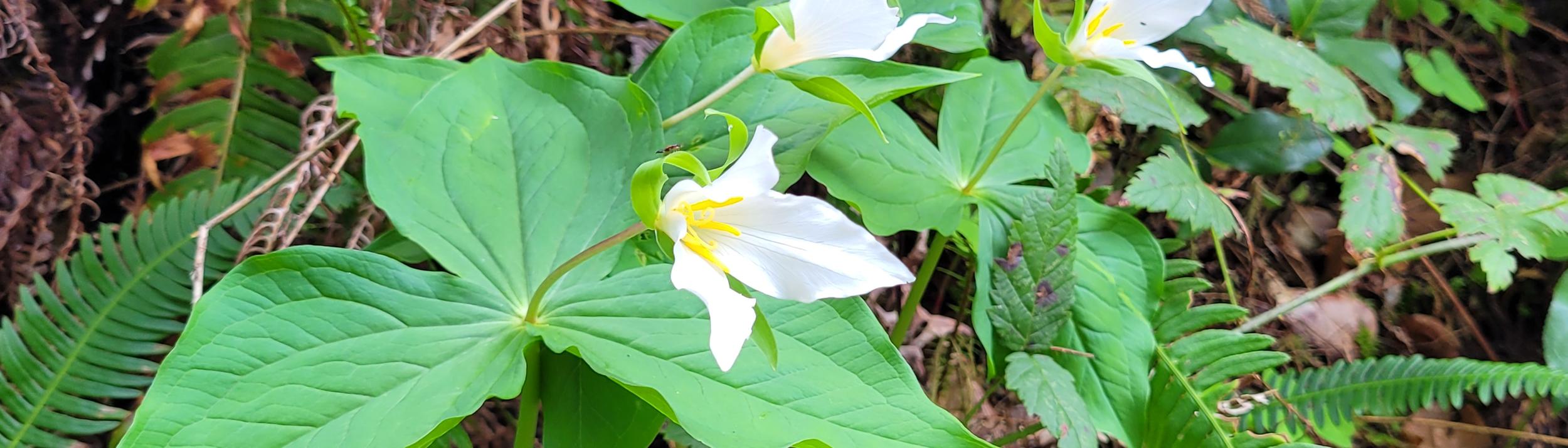 Cover Image for Calendar