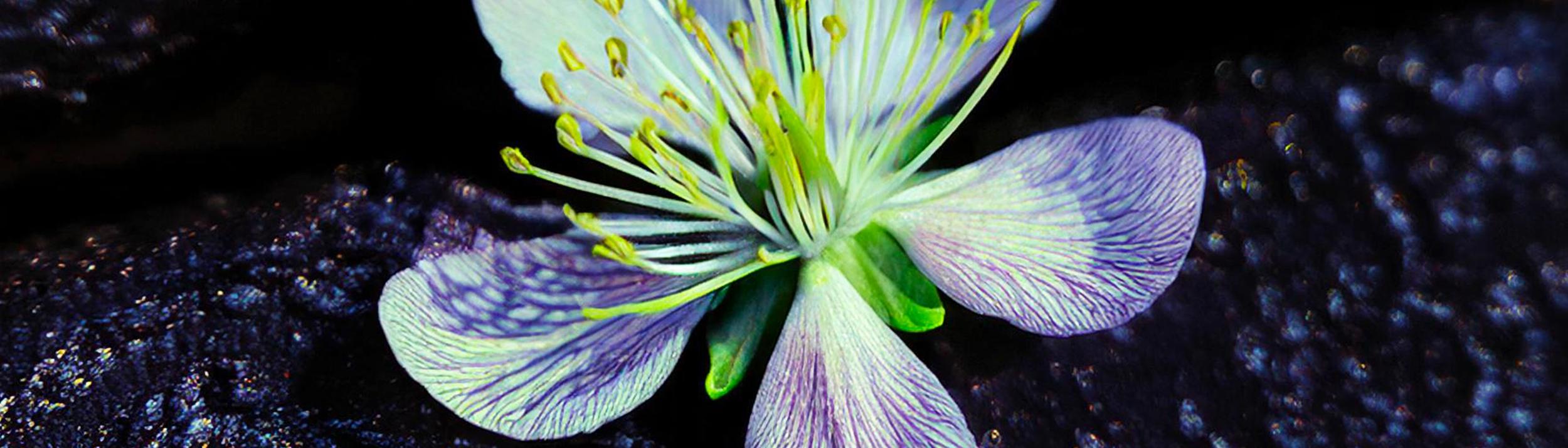 Cover Image for Calendar