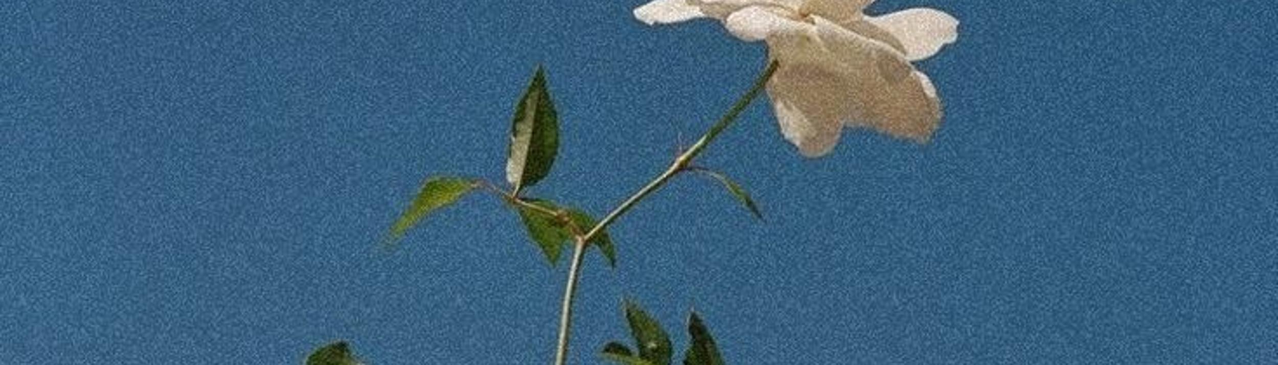 Cover Image for Calendar