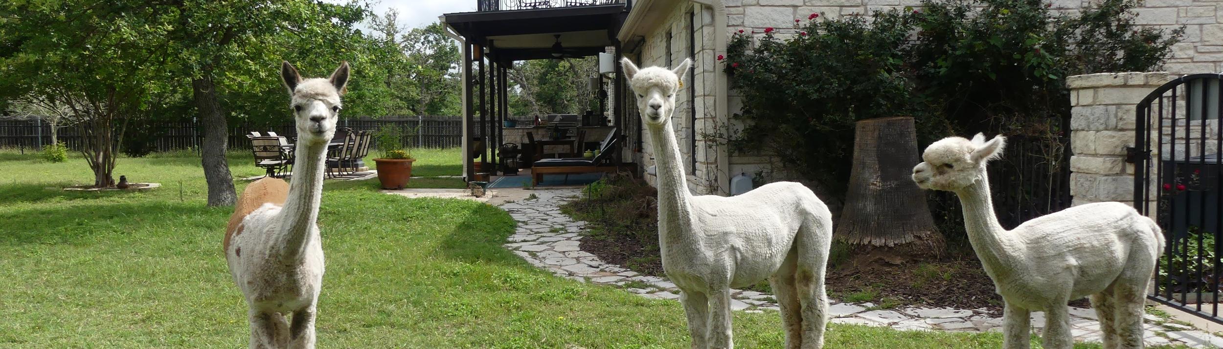 Cover Image for Calendar