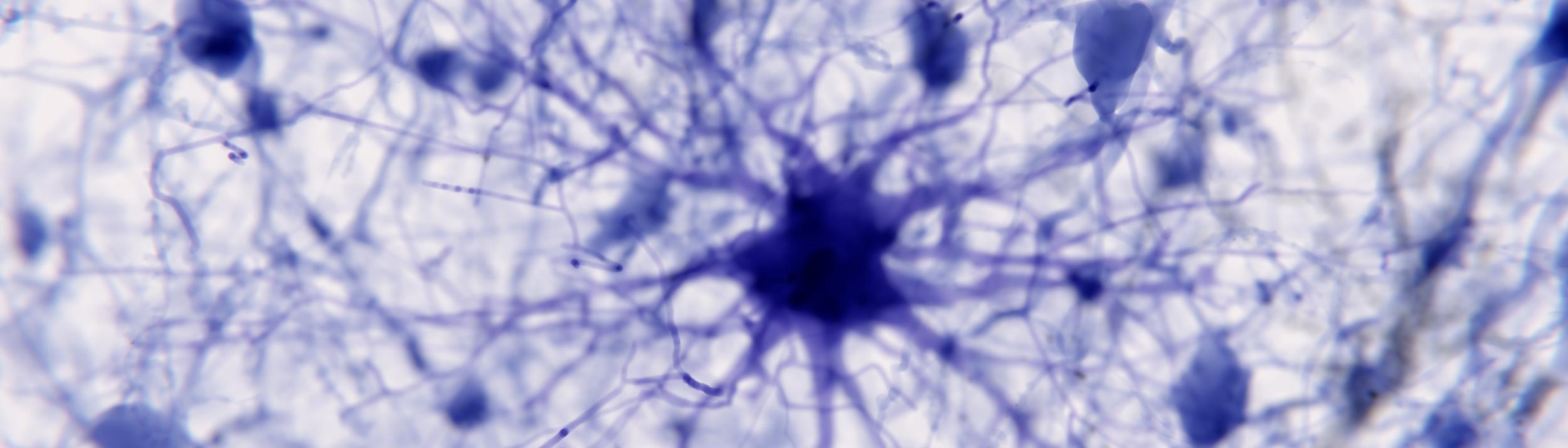 Cover Image for Calendar