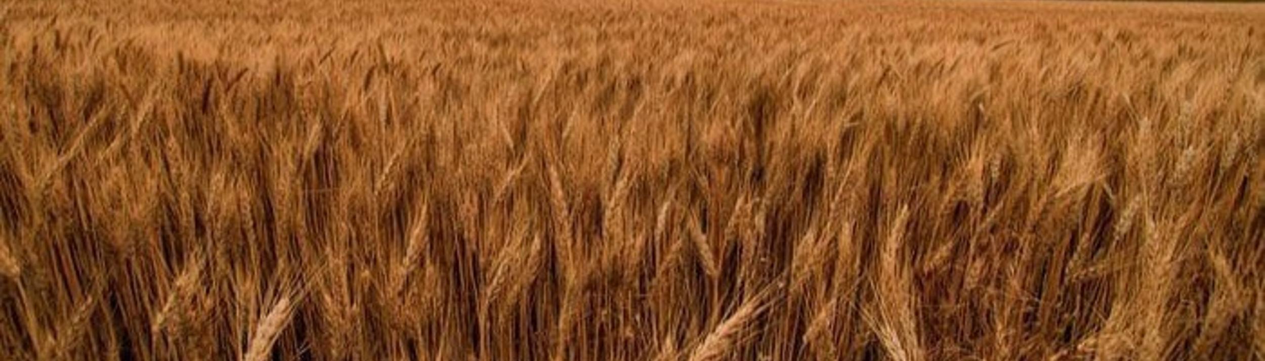 Cover Image for Calendar