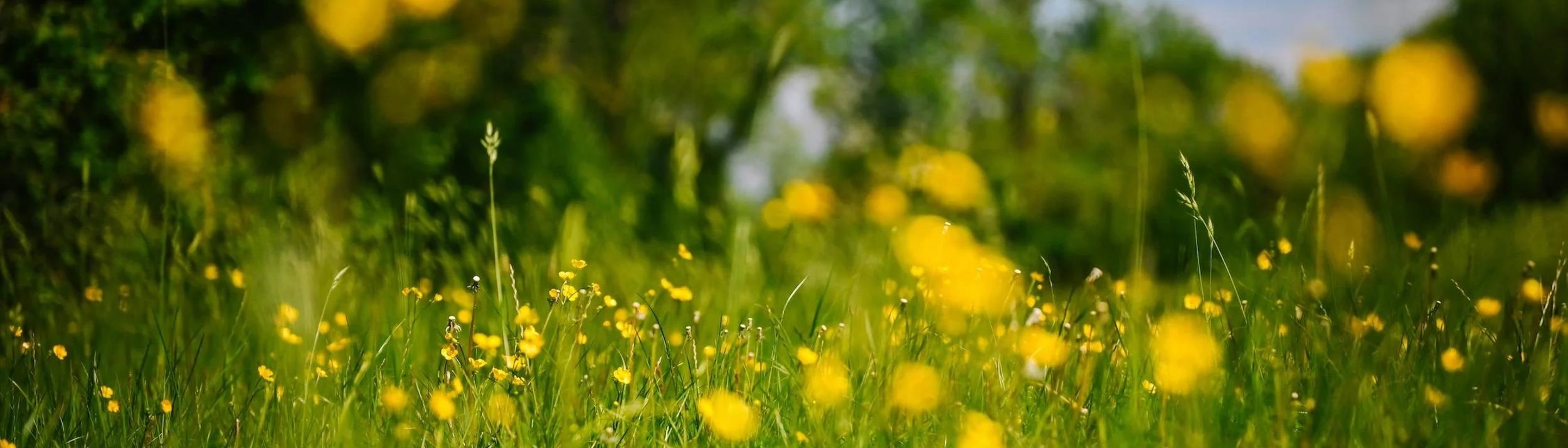 Cover Image for Calendar