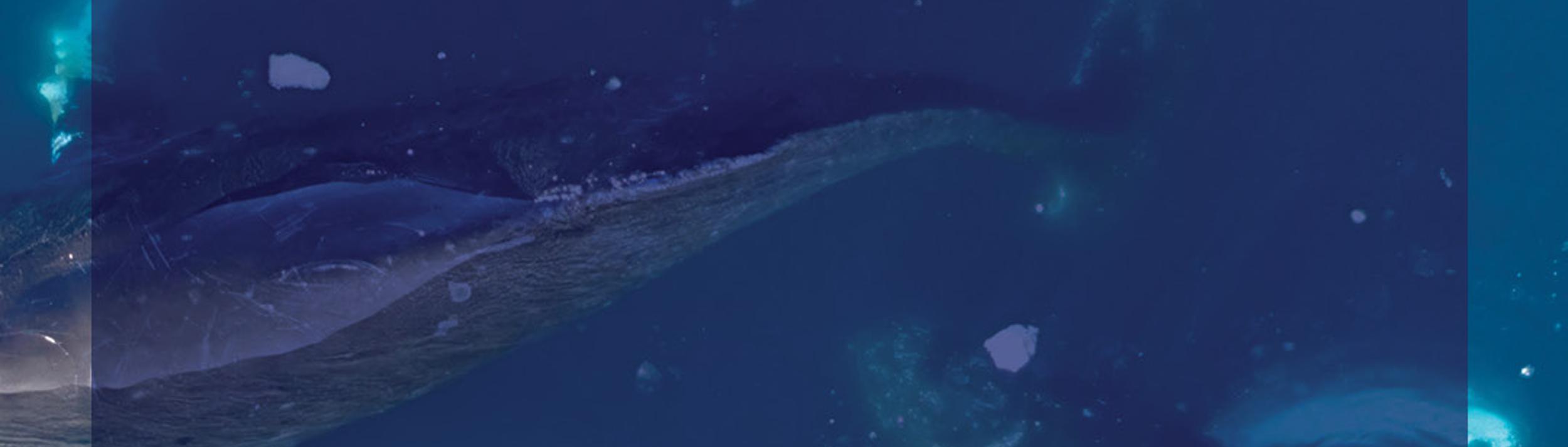 Cover Image for Calendar